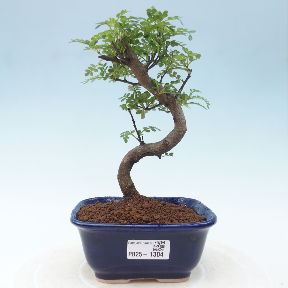 Pokojová bonsai - Zantoxylum piperitum - pepřovník