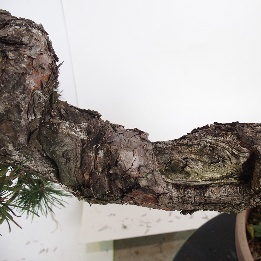 Yamadori - Pinus sylvestris - Borovice lesní - Španělsko