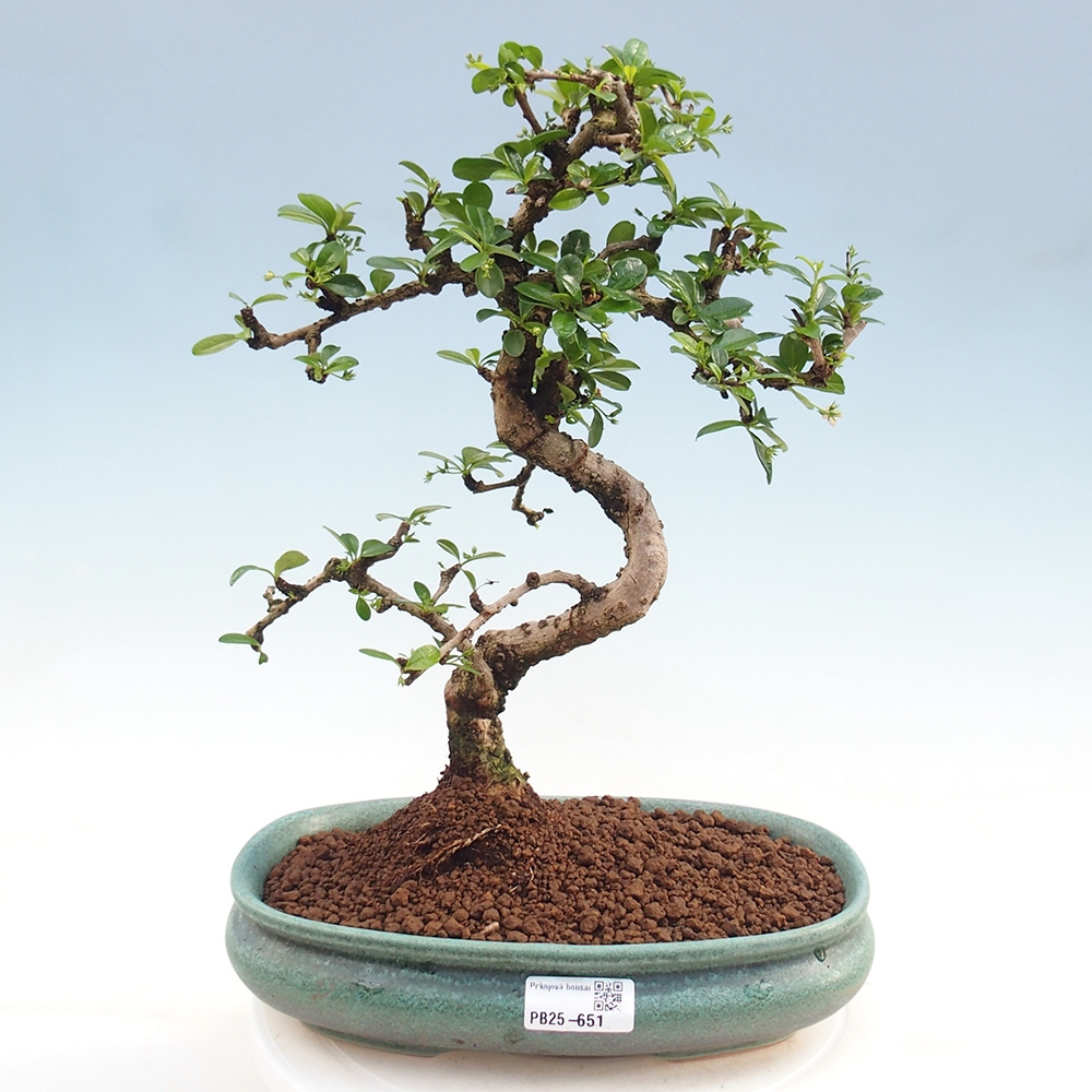 Pokojová bonsai - Carmona macrophylla - Čaj fuki