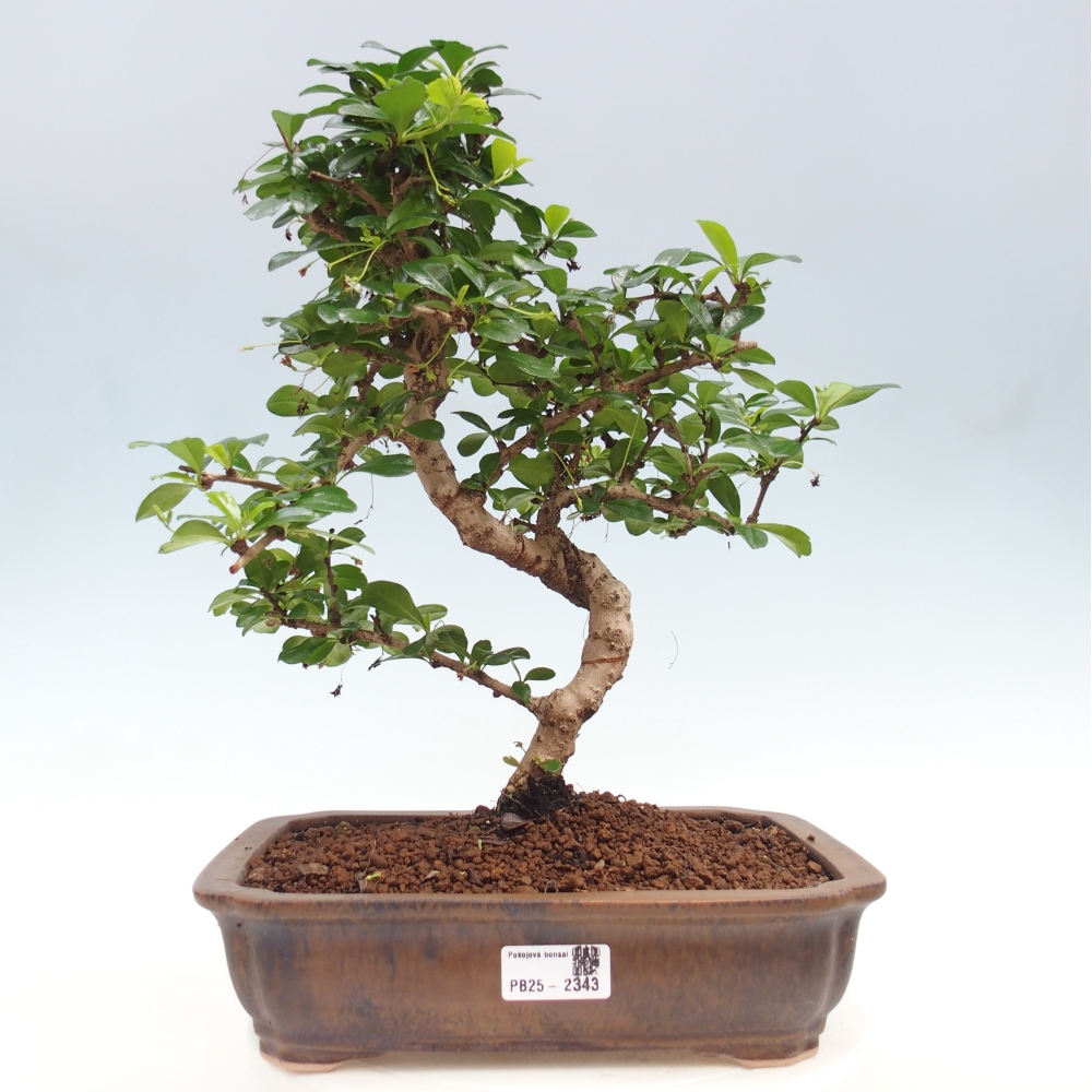 Pokojová bonsai - Carmona macrophylla - Čaj fuki