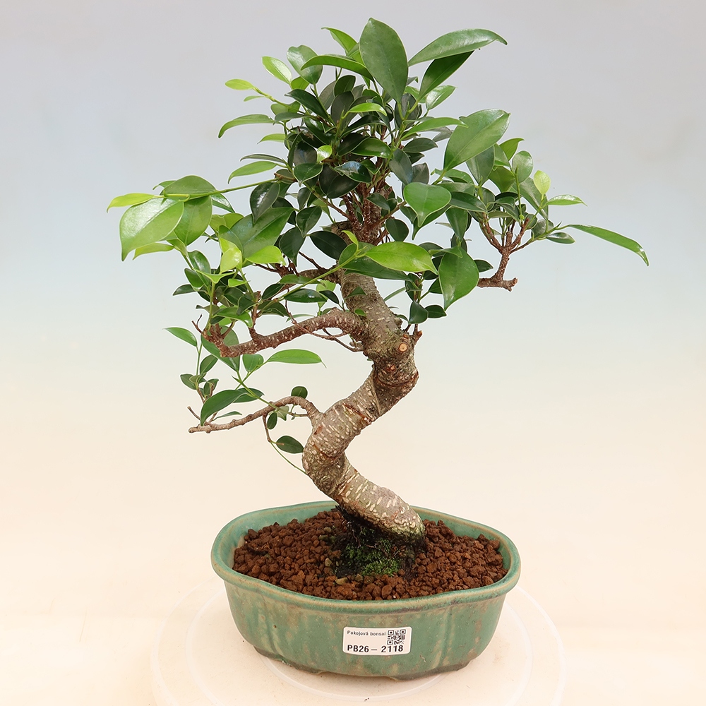 Pokojová bonsai - Ficus retusa -  malolistý fíkus