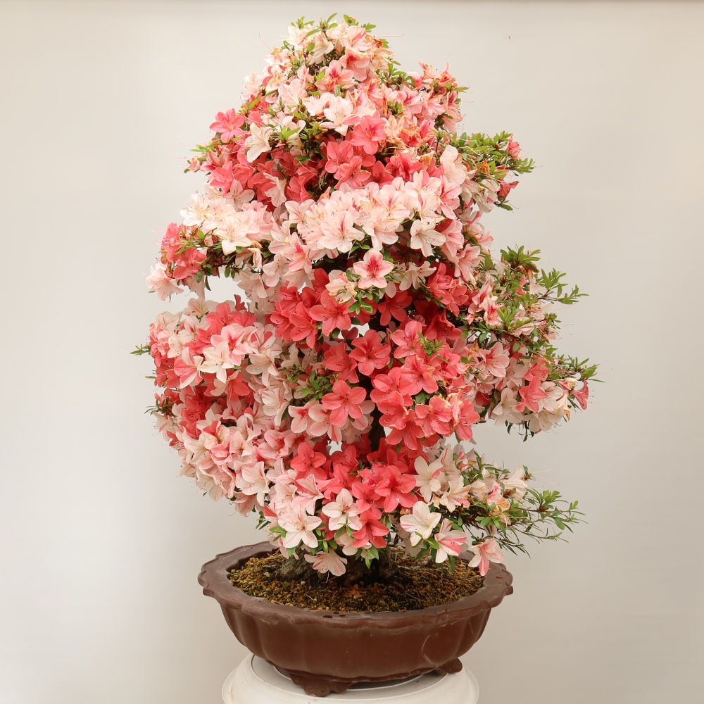 Venkovní bonsai - Japonská azalka - Azalea Kinu-no-Hikari