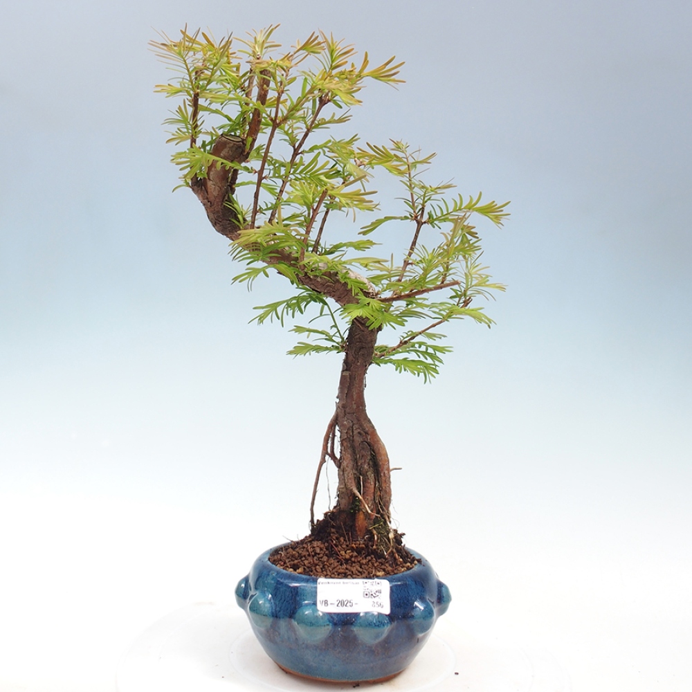 Venkovní bonsai - Metasequoia glyptostroboides - Metasekvoje čínská