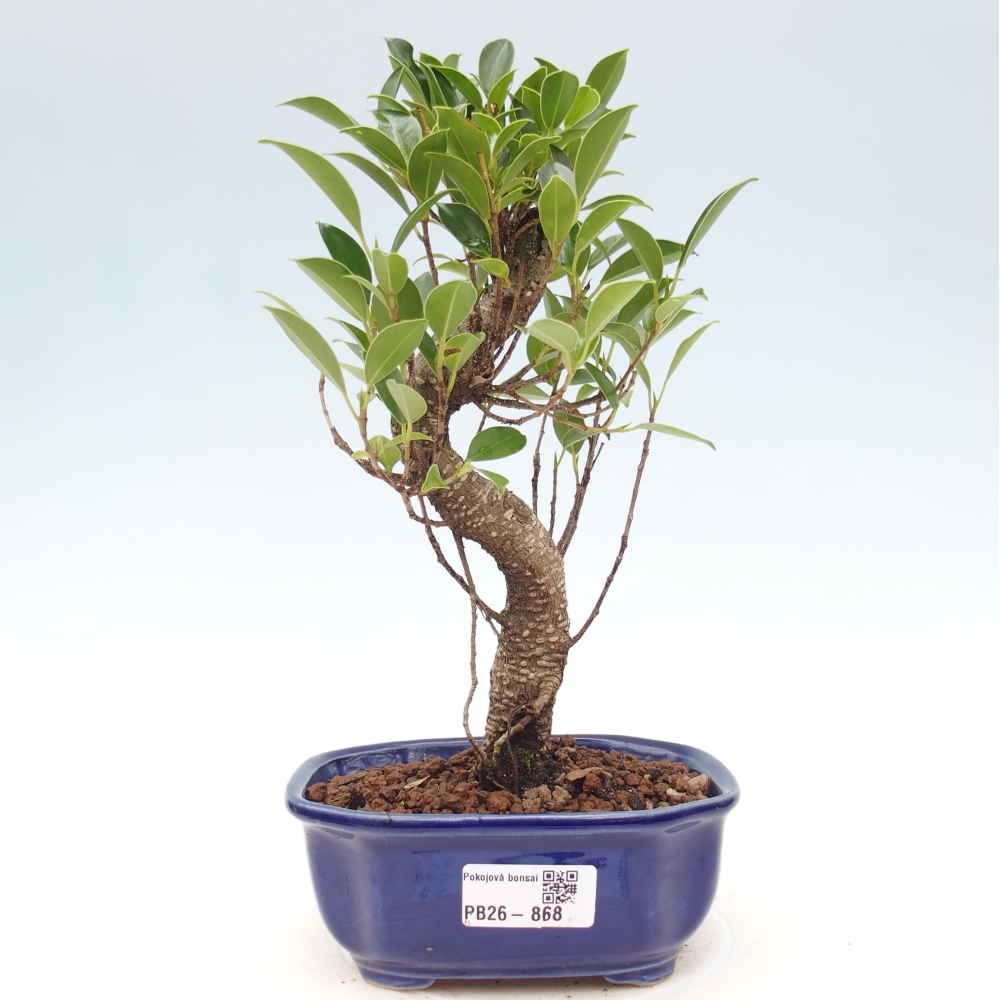 Pokojová bonsai - Ficus retusa -  malolistý fíkus