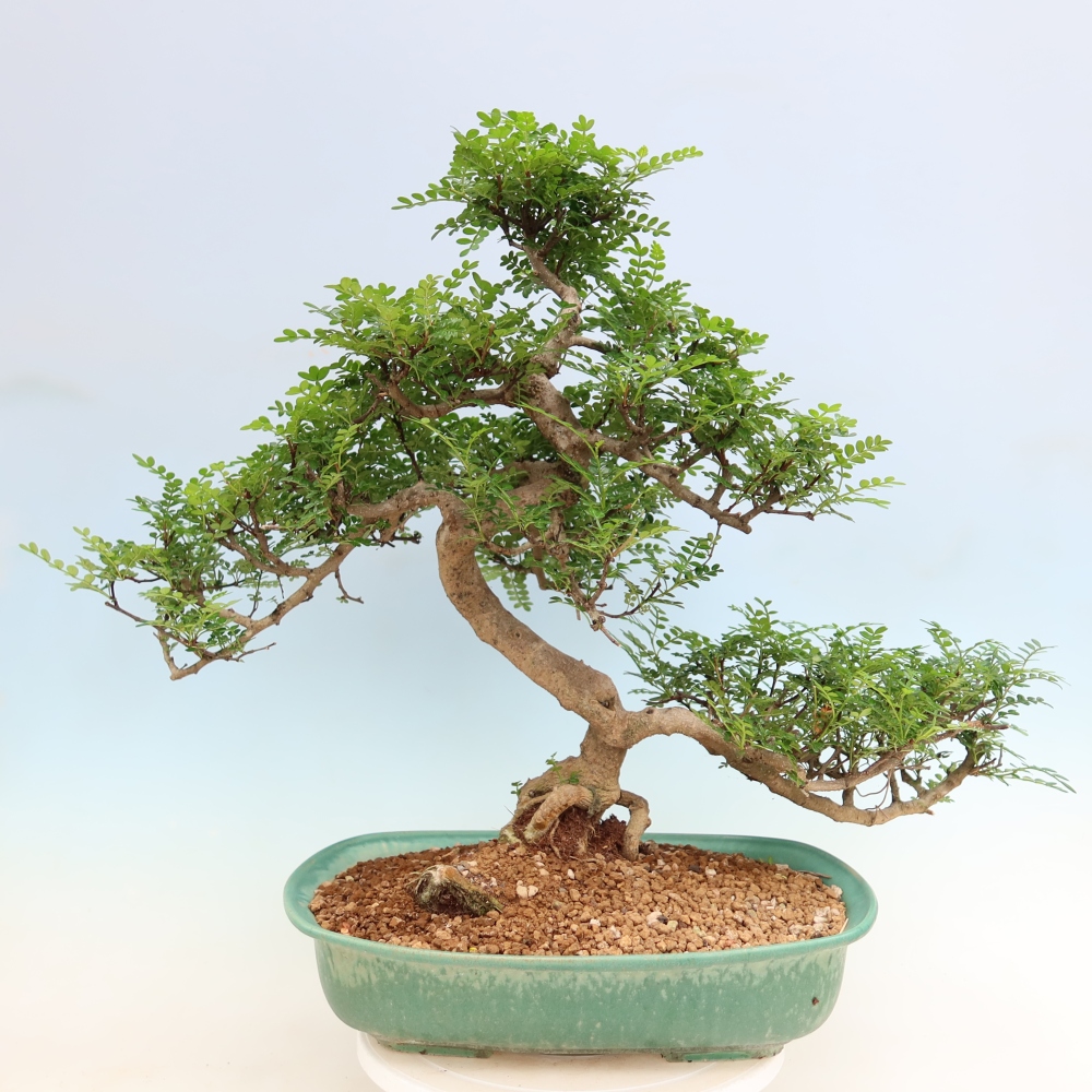 Pokojová bonsai - Zantoxylum piperitum - pepřovník