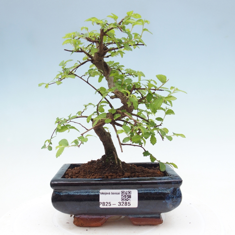Pokojová bonsai - Ulmus parvifolia - Malolistý jilm