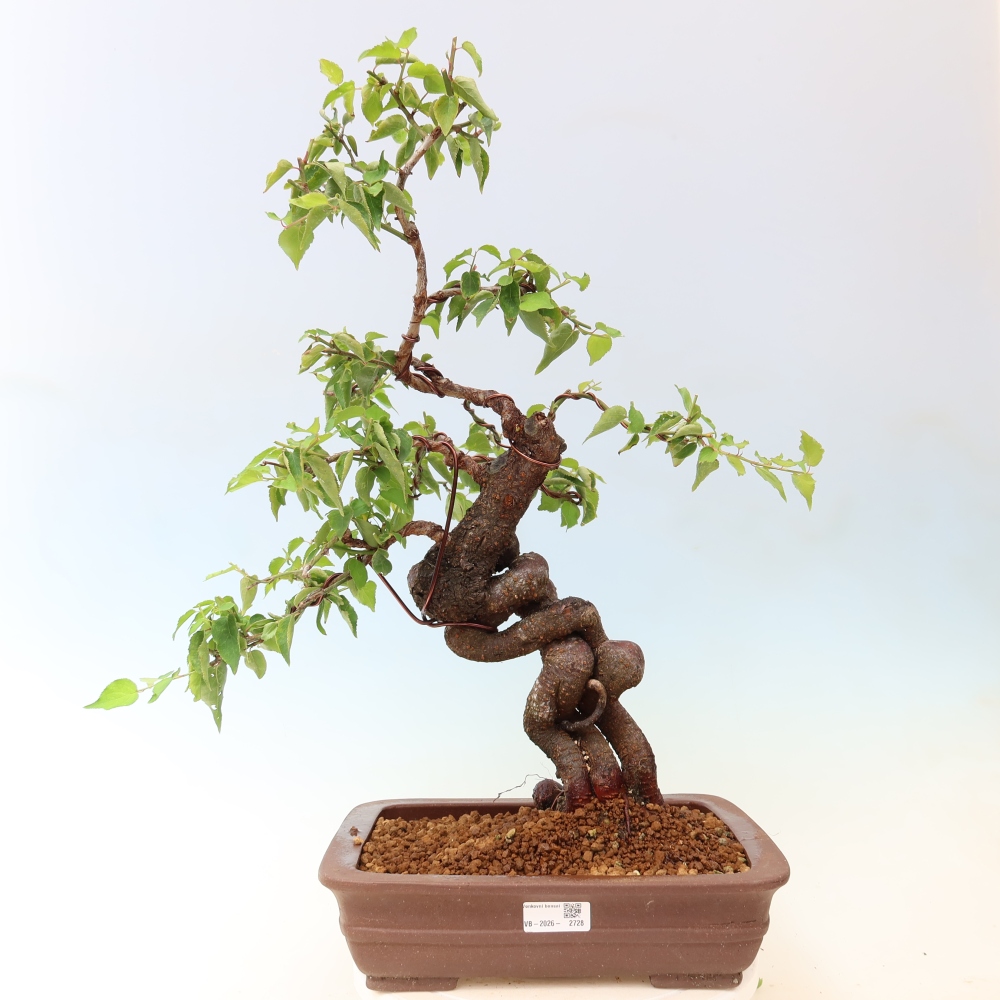 Venkovní bonsai -Japonská meruňka - Prunus Mume