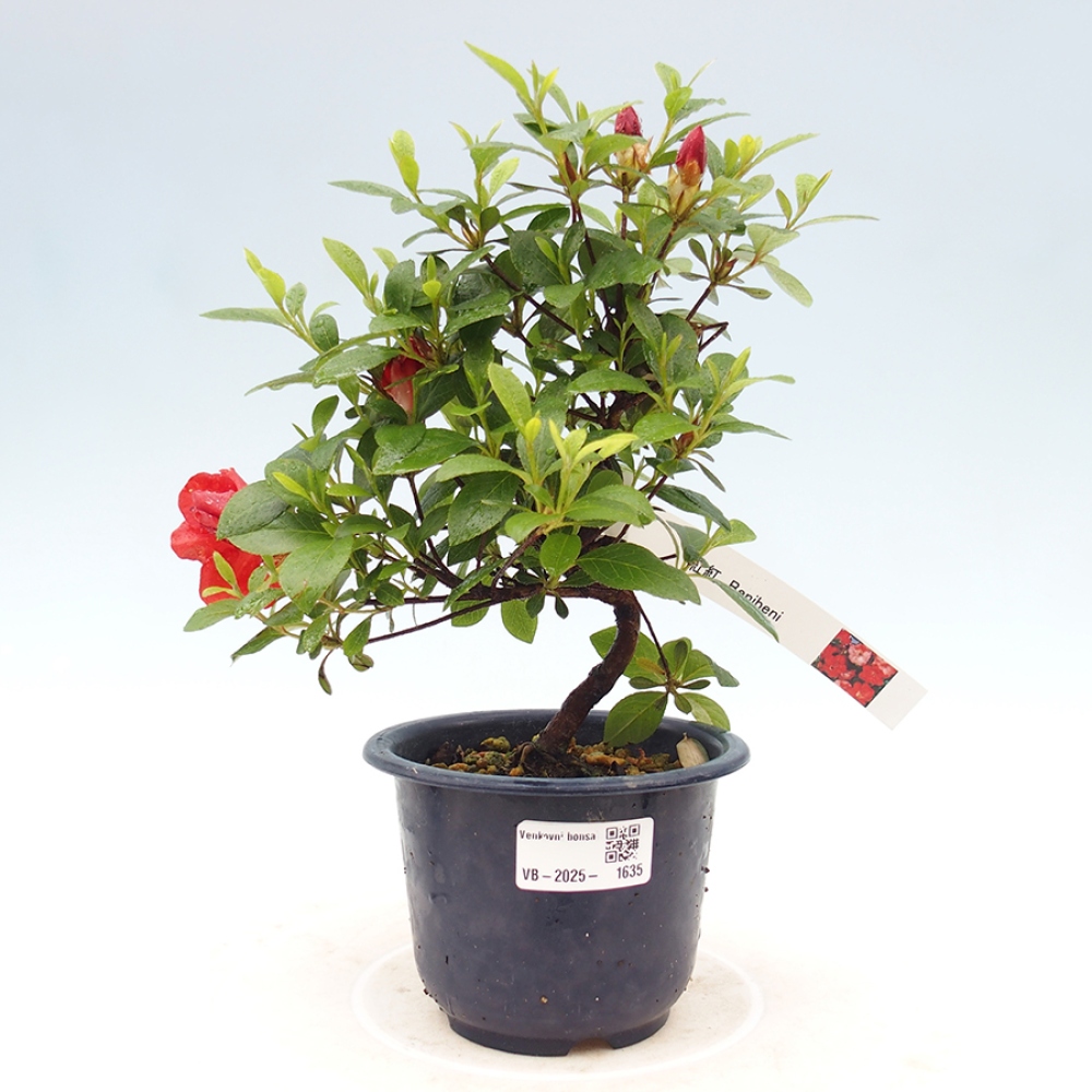 Venkovní bonsai - Japonská azalka - Azalea Benibeni