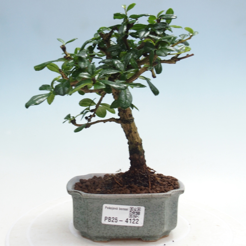 Pokojová bonsai - Carmona macrophylla - Čaj fuki