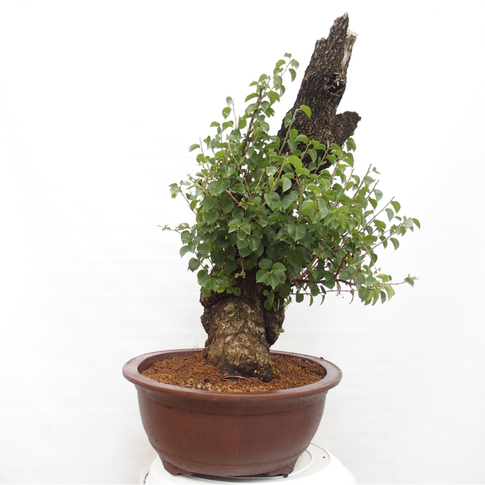 Venkovní bonsai - Mahalebka - Prunus mahaleb