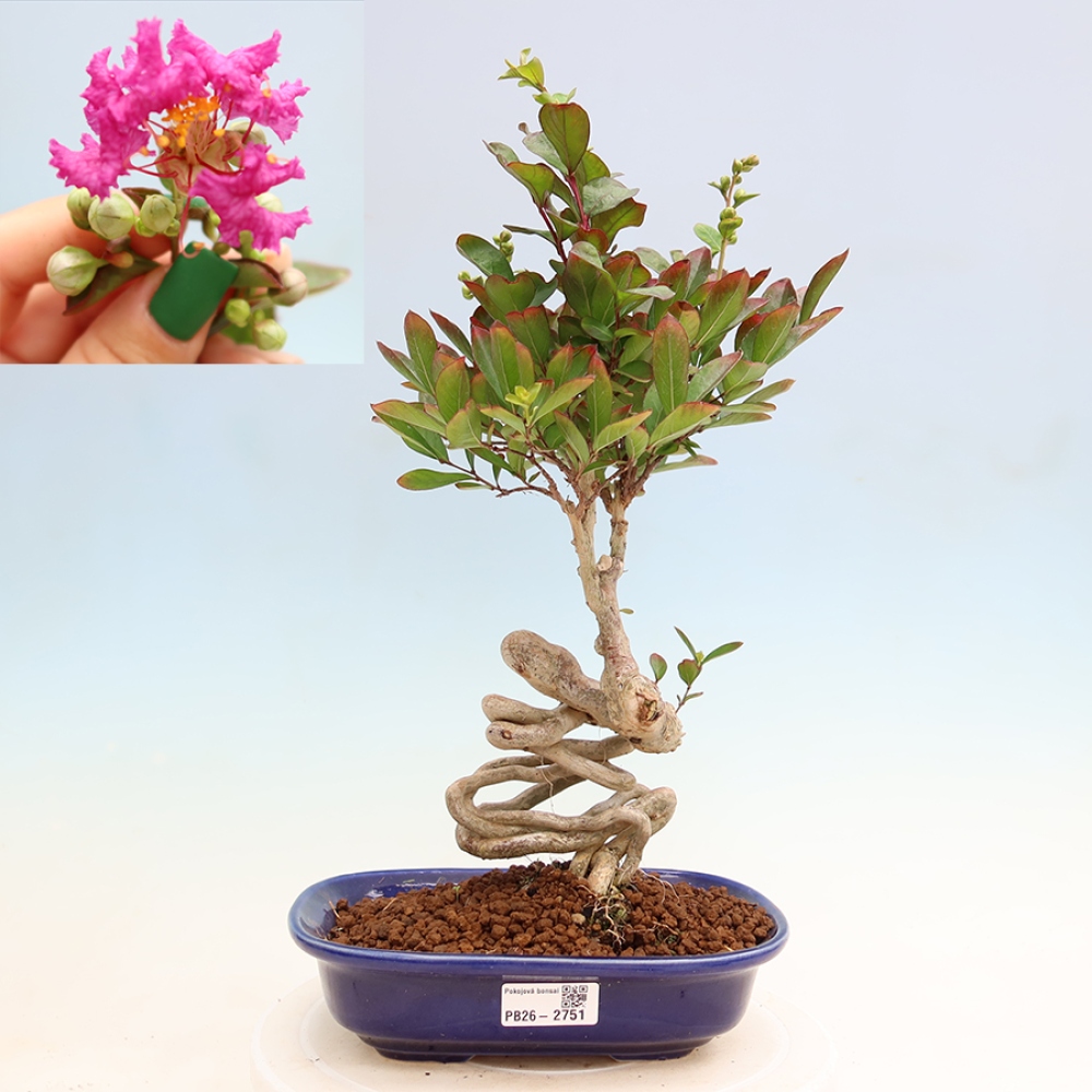 Pokojová bonsai - Lagerstroemia indica - indický šeřík
