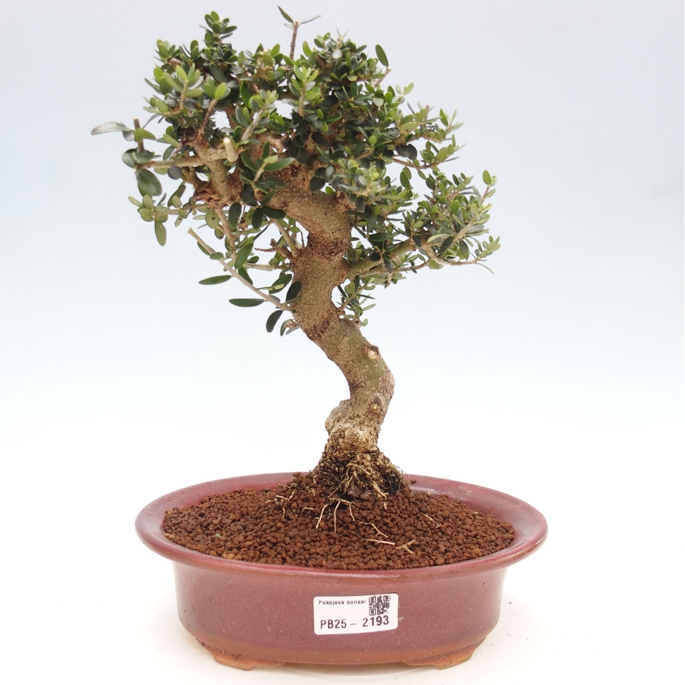 Pokojová bonsai - Olea europaea sylvestris -Oliva evropská drobnolistá