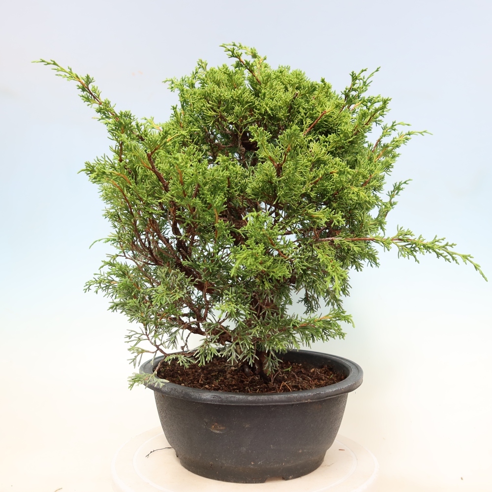 Venkovní bonsai - Juniperus chinensis Itoigawa-Jalovec čínský