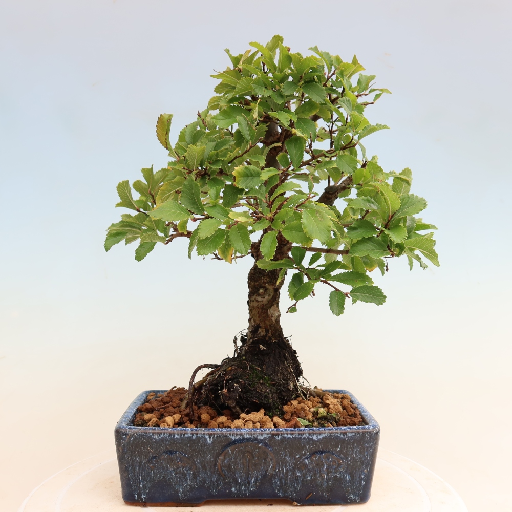 Venkovní bonsai - Zelkova - Zelkova NIRE