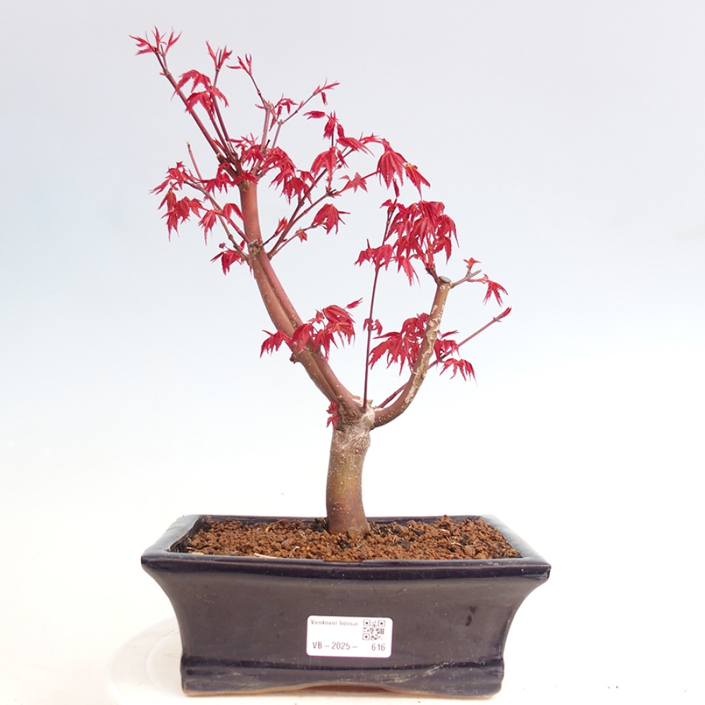 Venkovní bonsai - Javor dlanitolistý - Acer palmatum DESHOJO
