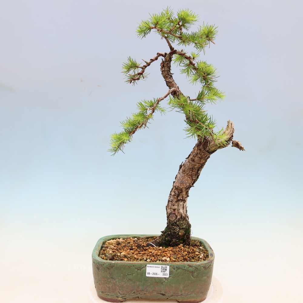 Venkovní bonsai -Larix decidua - Modřín opadavý 