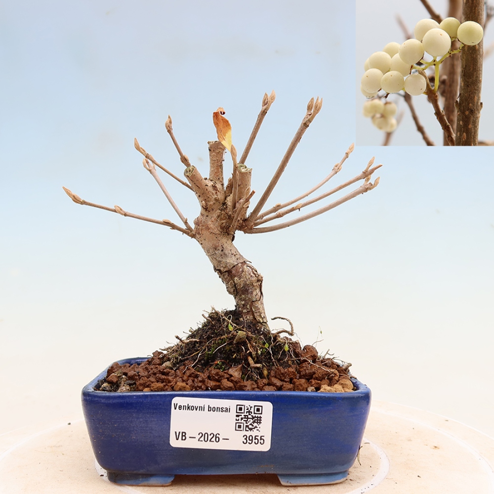 Venkovní bonsai -  Callicarpa bodinieri Snowqueen - Krásnoplodka