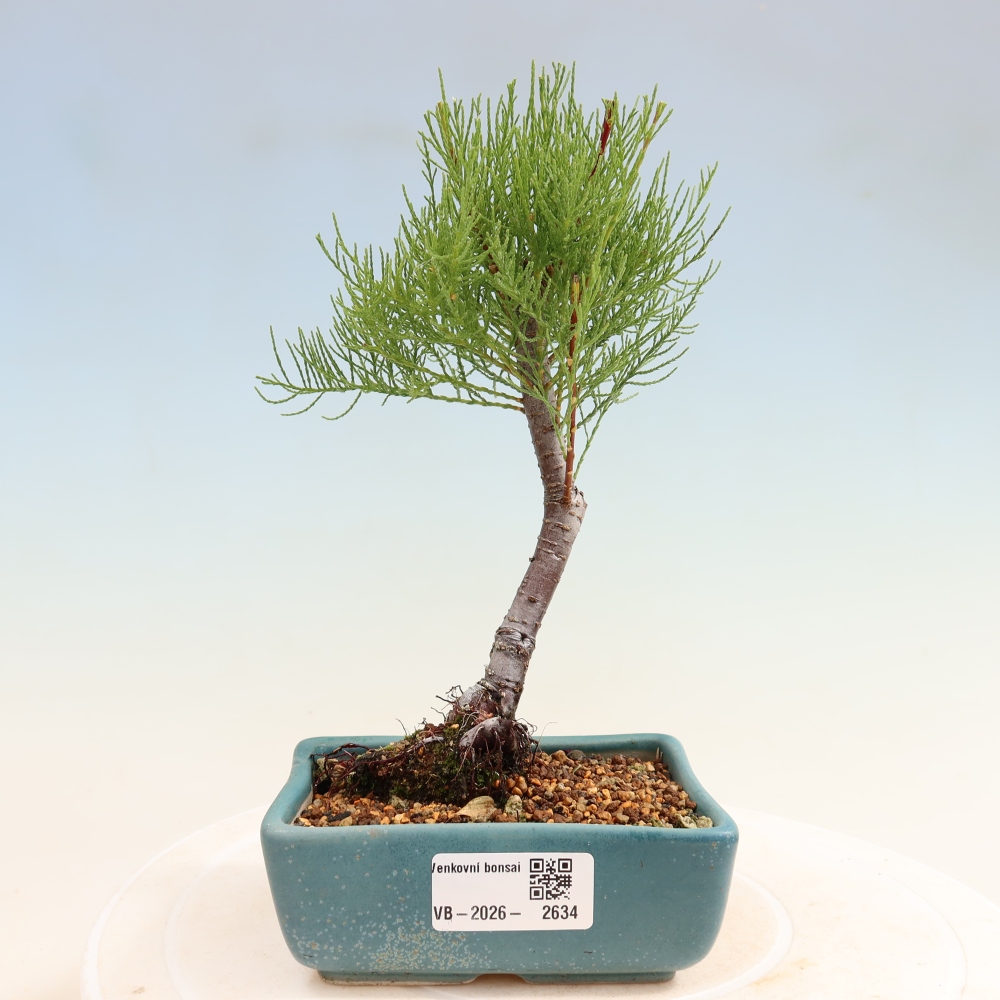 Venkovní bonsai - Tamaryšek - Tamarix