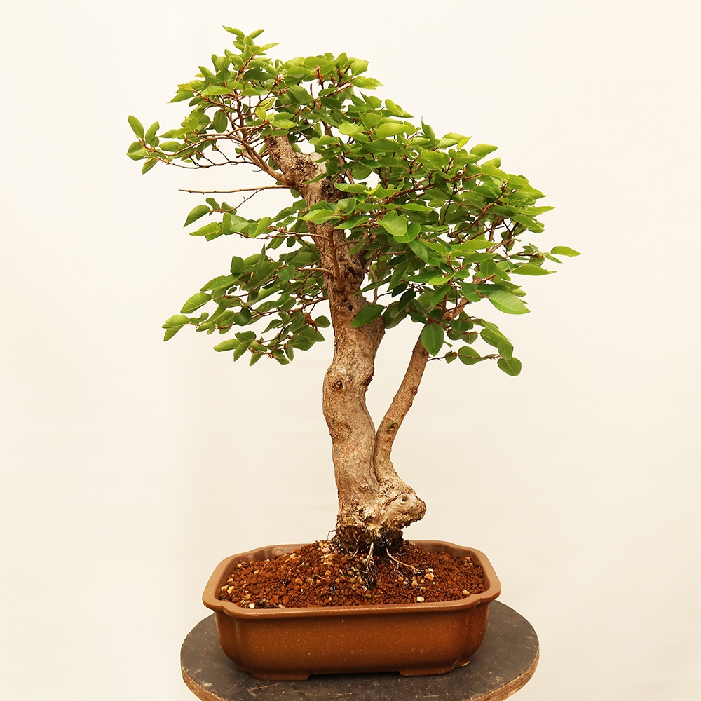Venkovní bonsai -Carpinus Coreana - Habr korejský