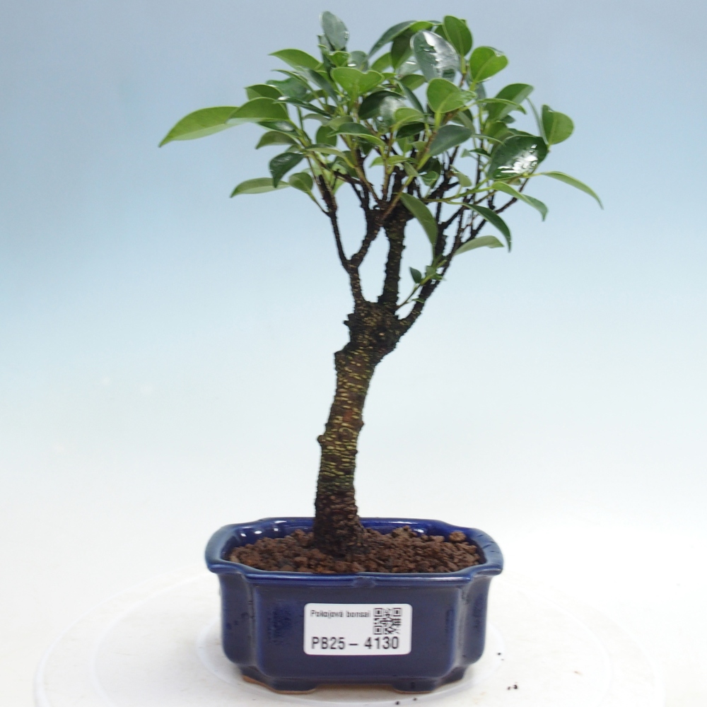 Pokojová bonsai Ficus retusa kimmen