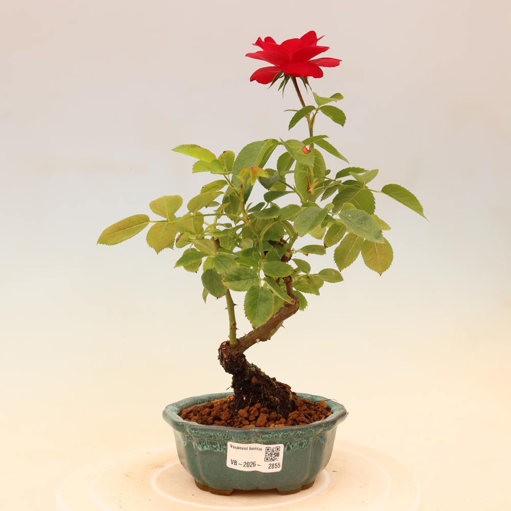 Venkovní bonsai - Rosa Kordes -  růže