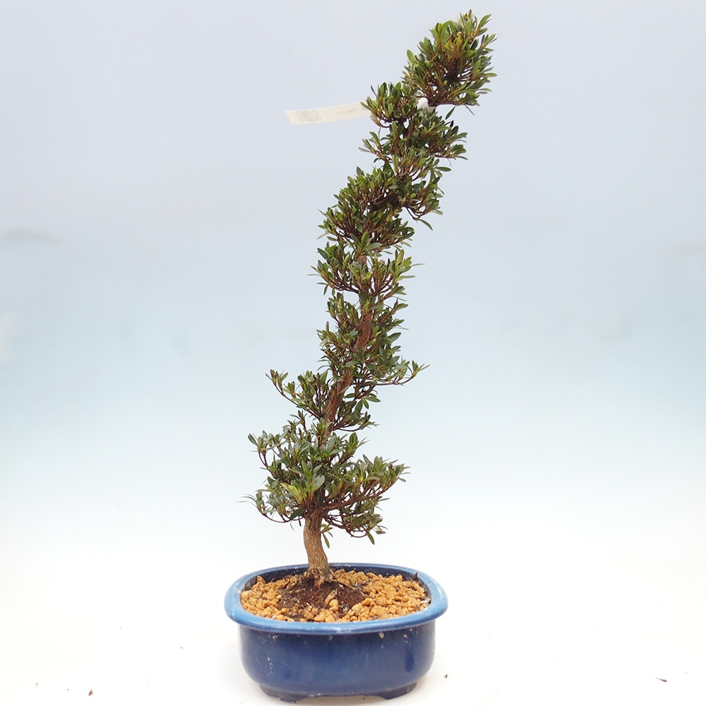 Venkovní bonsai - Japonská azalka - Azalea Hakurin