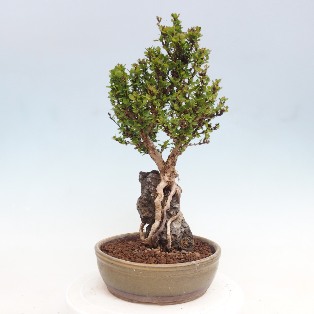 Venkovní bonsai - Berberis coreana - Dřištál korejský