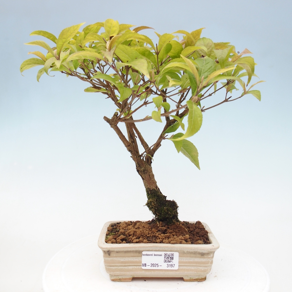 Venkovní bonsai - krásnoplodka - Callicarpa japonica