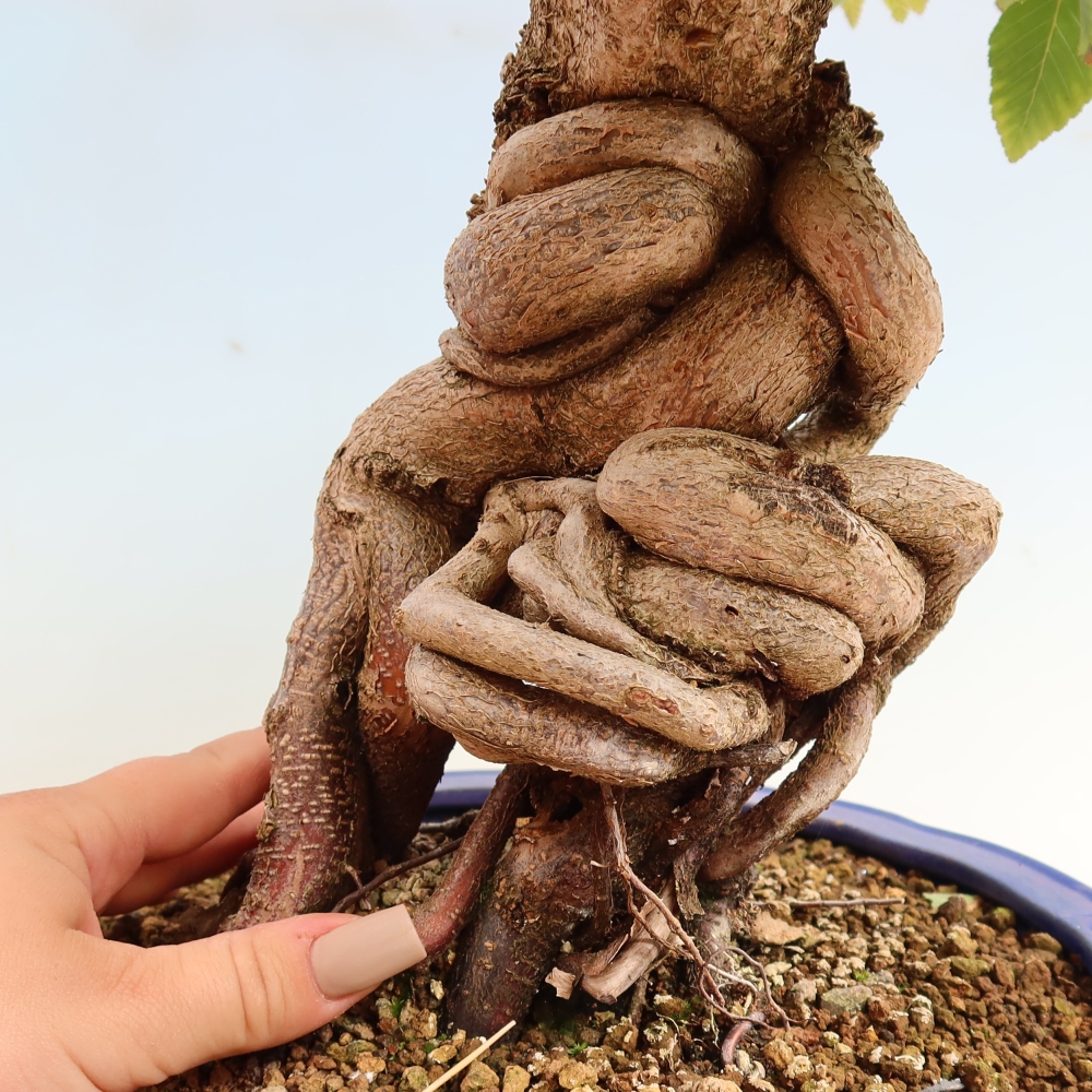 Venkovní bonsai -Carpinus CARPINOIDES - Habr korejský
