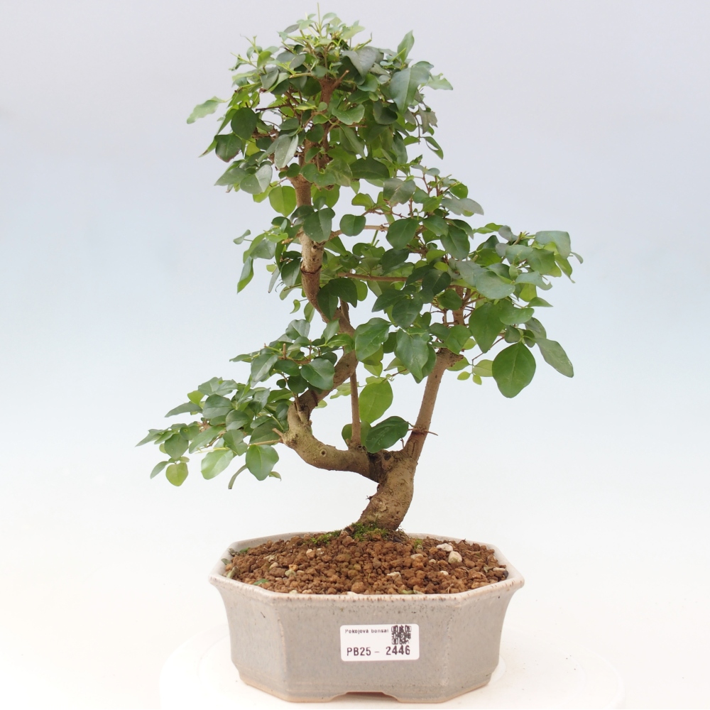 Pokojová bonsai -Ligustrum chinensis - Ptačí zob