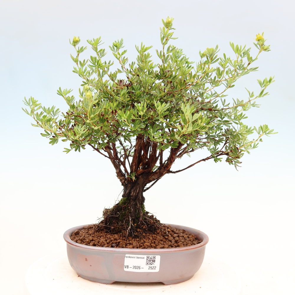 Venkovní bonsai-Mochna křovitá - potentila fruticosa 