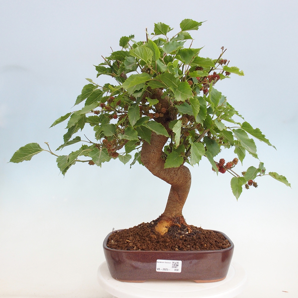 Venkovní bonsai -Morus alba - moruše