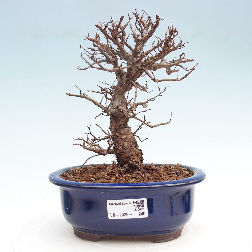 Venkovní bonsai - Zelkova - Zelkova NIRE