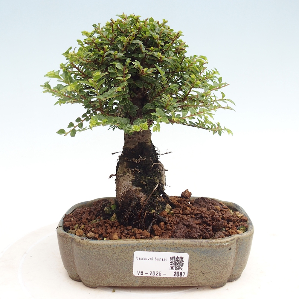 Venkovní bonsai - Ulmus parvifolia Hokkaido - jilm Čínský
