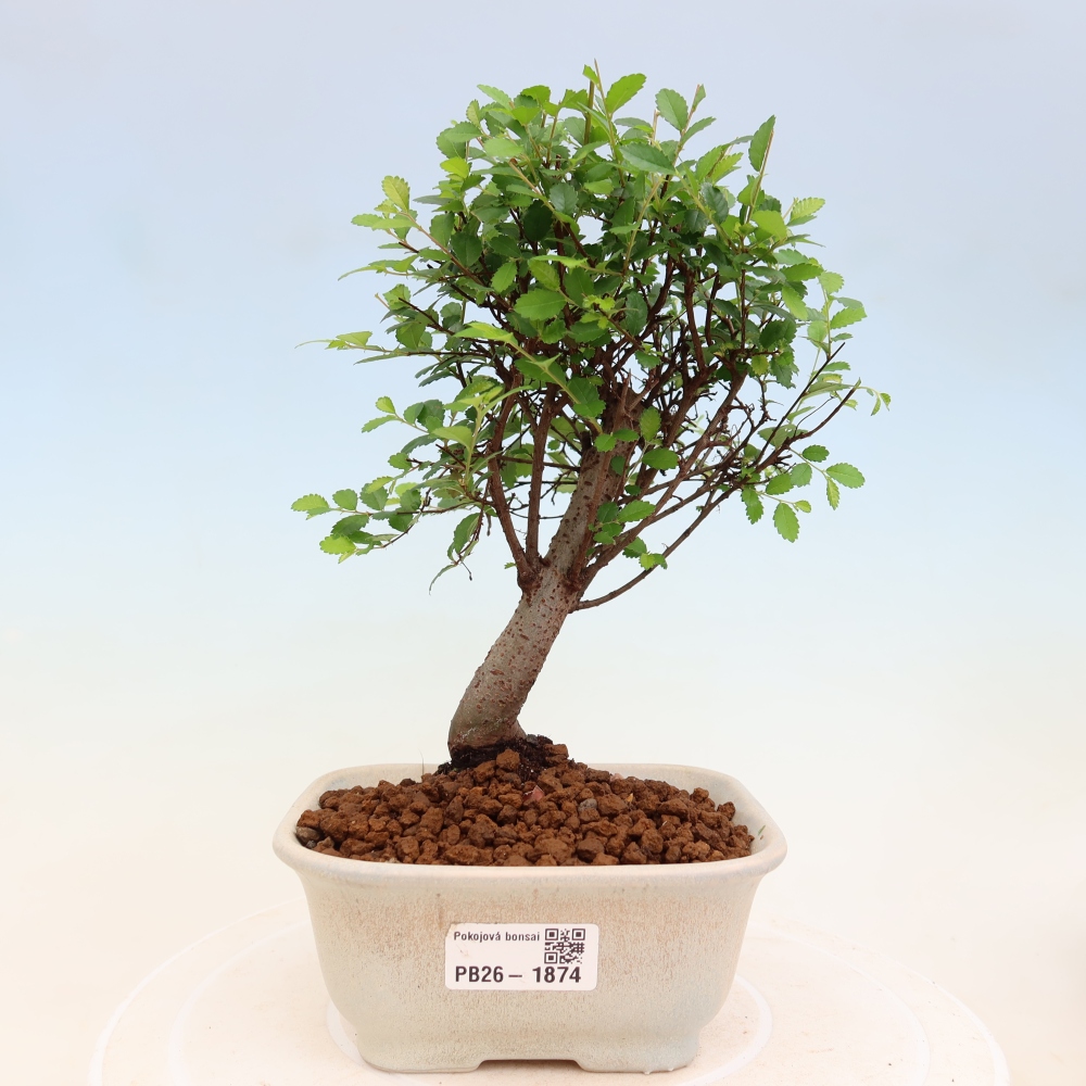 Pokojová bonsai - Ulmus parvifolia - Malolistý jilm