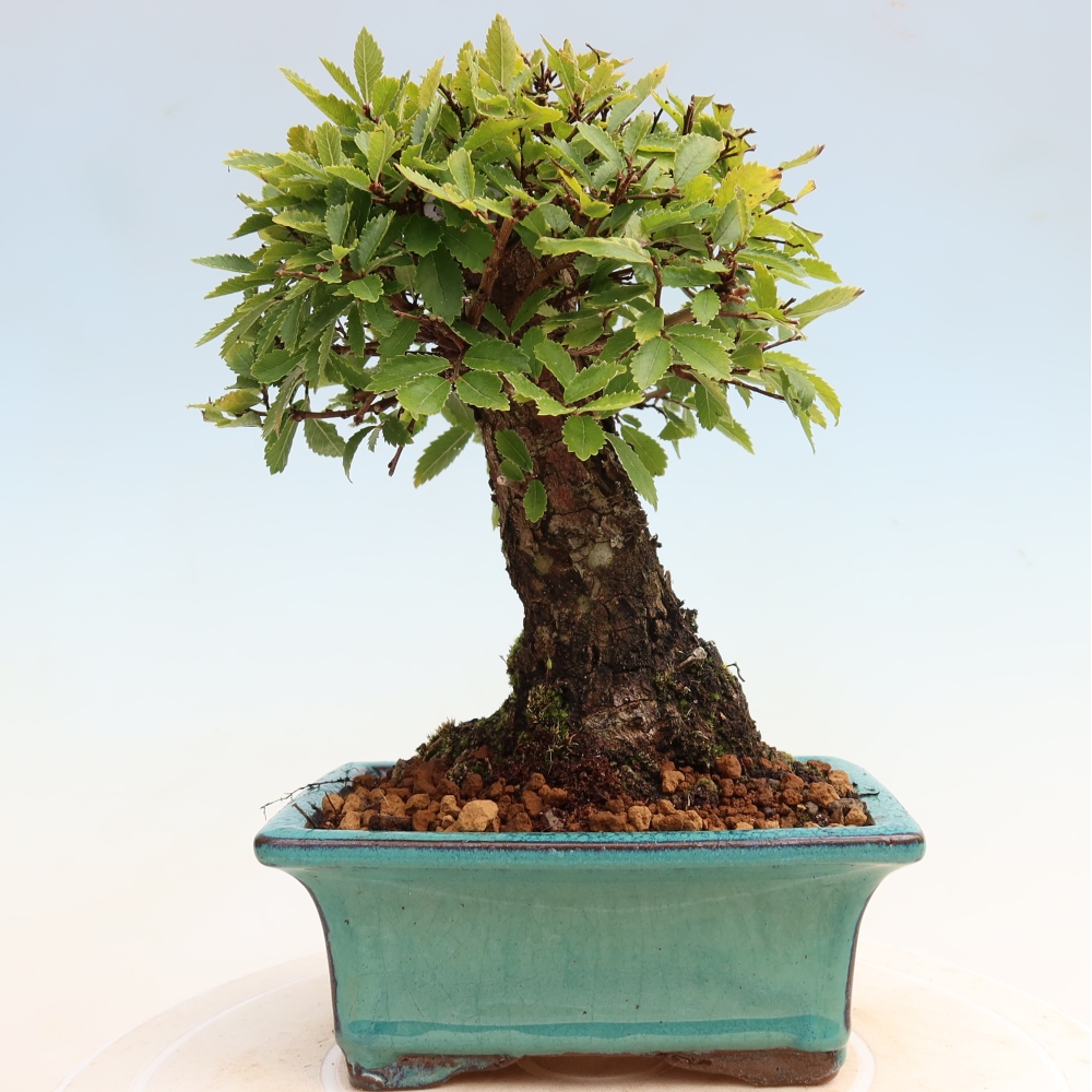 Venkovní bonsai - Zelkova - Zelkova NIRE