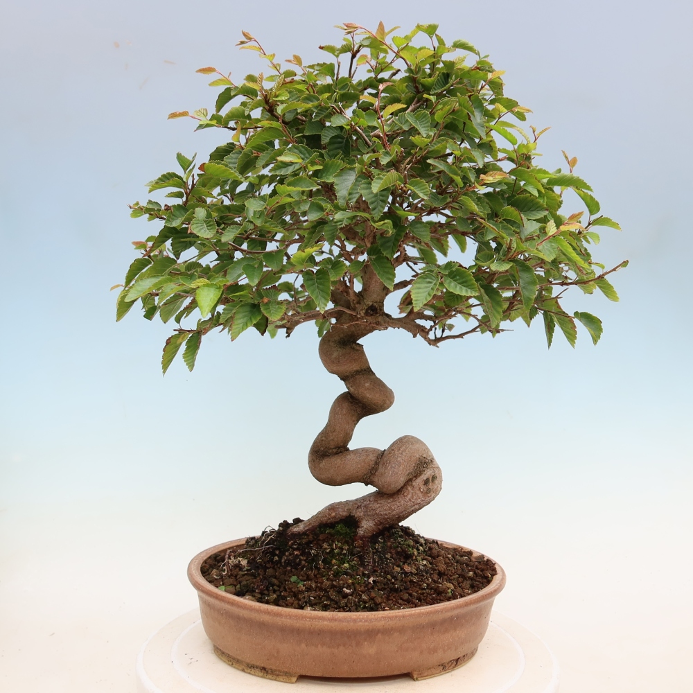 Venkovní bonsai -Carpinus Coreana - Habr korejský