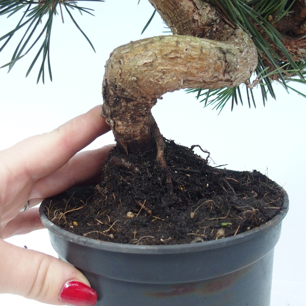 Venkovní bonsai - Pinus thunbergii senjyumaru - Borovice thunbergova