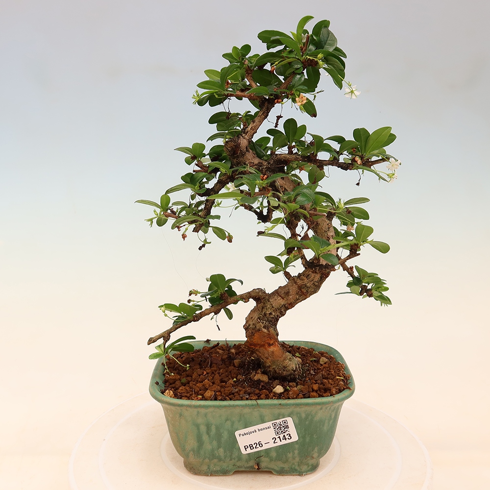 Pokojová bonsai - Carmona macrophylla - Čaj fuki