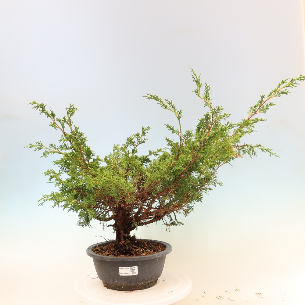 Venkovní bonsai - Juniperus chinensis Itoigawa -Jalovec čínský