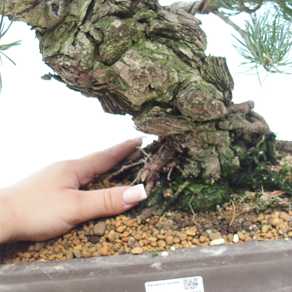 Venkovní bonsai - Pinus parviflora - Borovice drobnokvětá