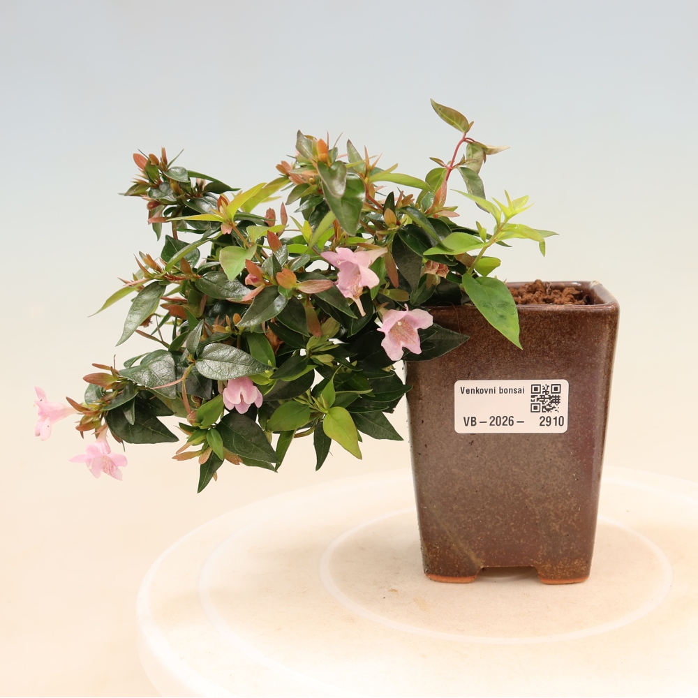 Venkovní bonsai - Abelia Edward Goucher - Abélie velkokvětá
