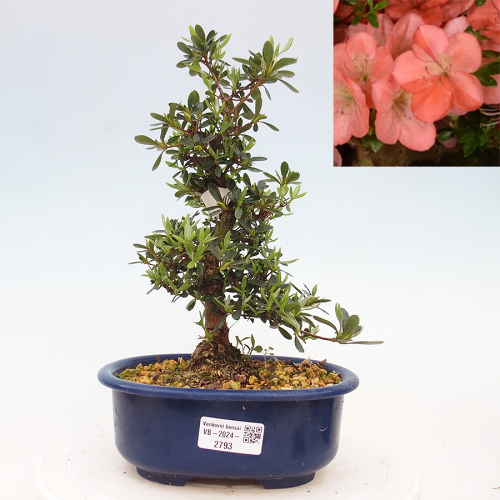 Venkovní bonsai - Japonská azalka - Azalea Asazakura