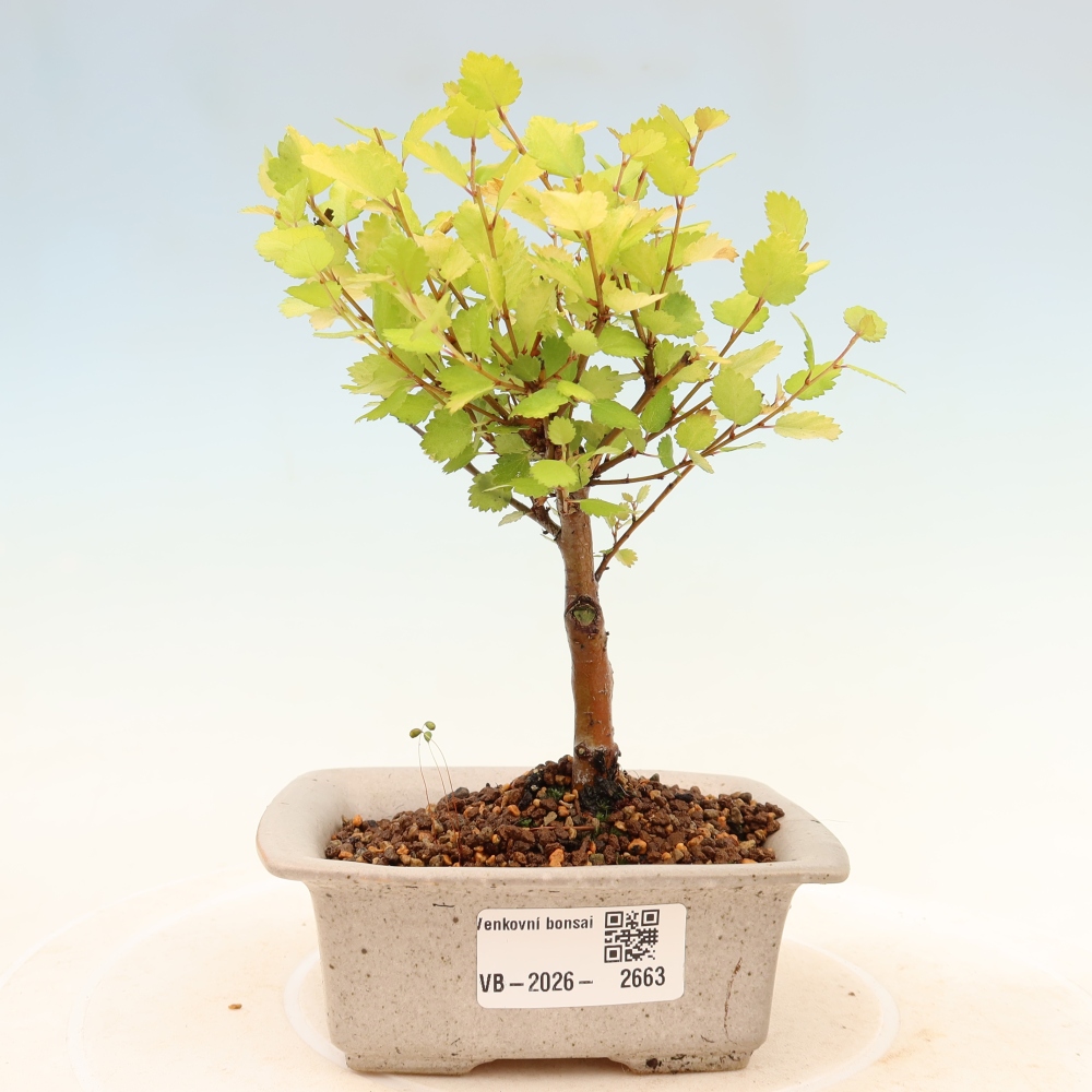 Venkovní bonsai - bříza trpasličí - Betula NANA Golden Treasure