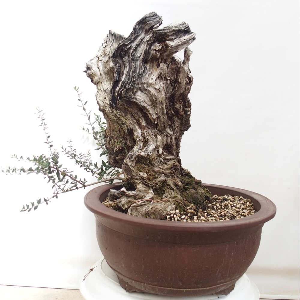 Pokojová bonsai - Olea europaea sylvestris -Oliva evropská drobnolistá