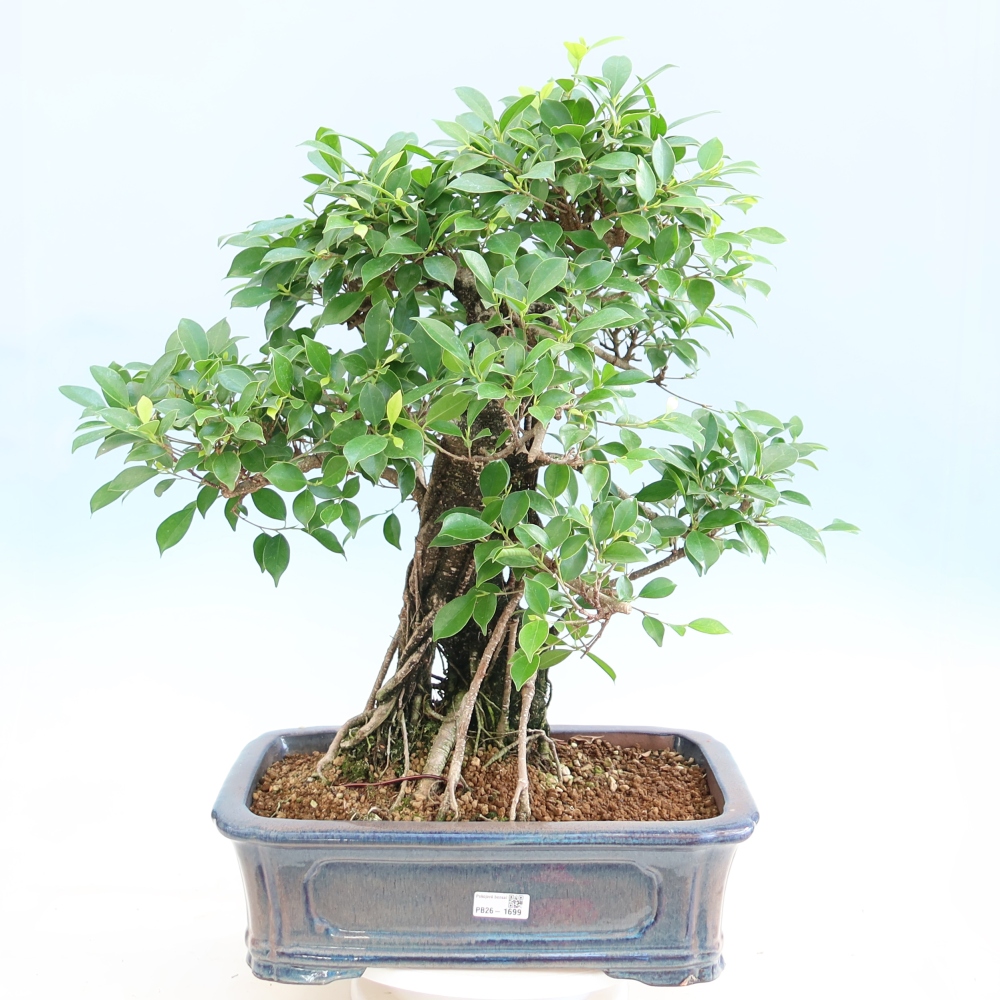 Pokojová bonsai - Ficus kimmen -  malolistý fíkus