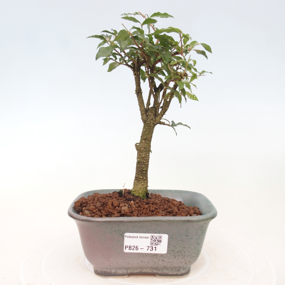 Pokojová bonsai - Malpighia coccigera- Barbdorská třešeň