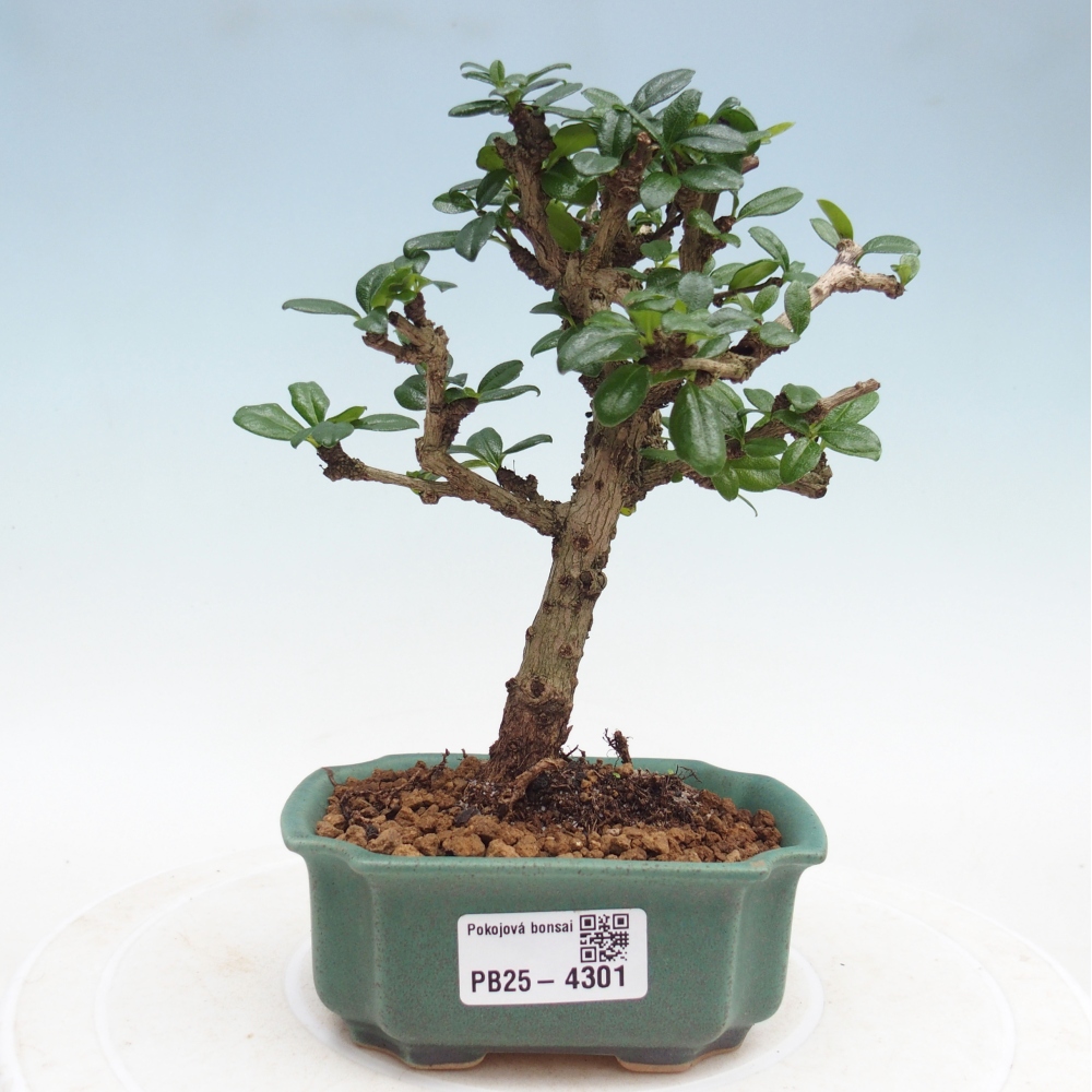 Pokojová bonsai - Carmona macrophylla - Čaj fuki