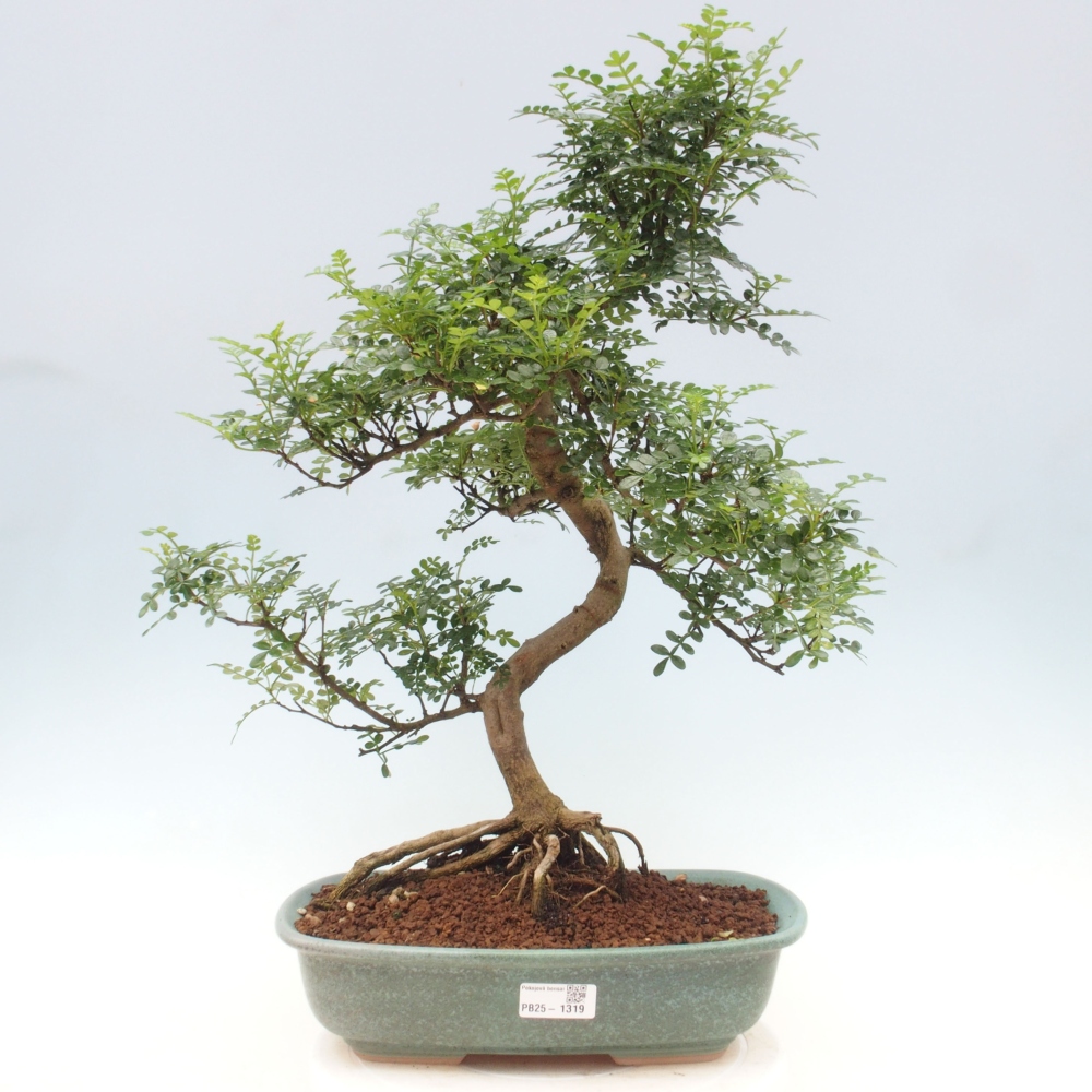 Pokojová bonsai - Zantoxylum piperitum - pepřovník