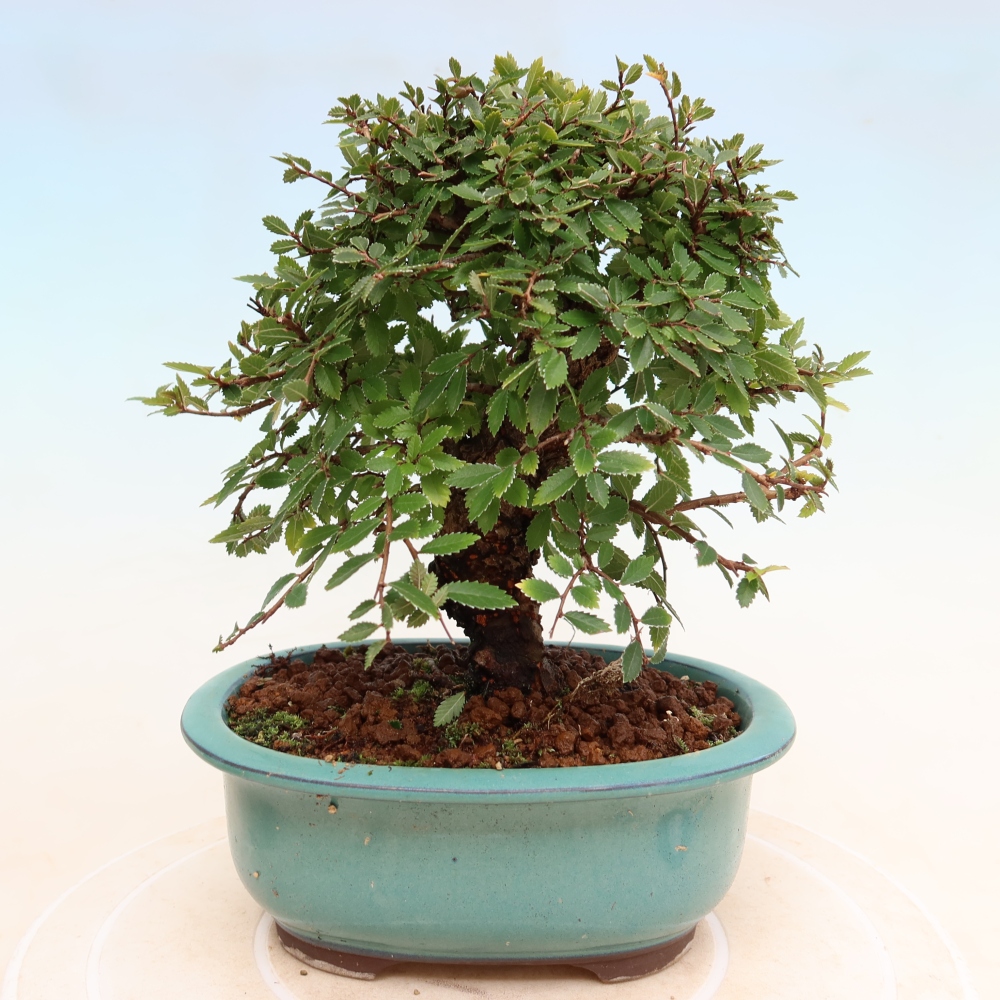 Venkovní bonsai - Zelkova - Zelkova NIRE